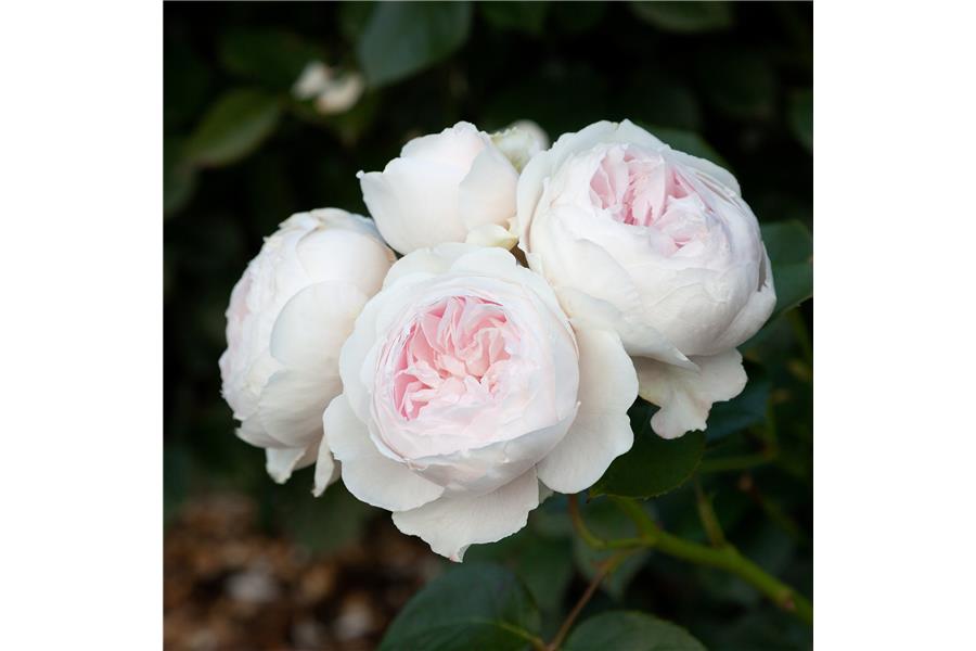 FLORIBUNDA